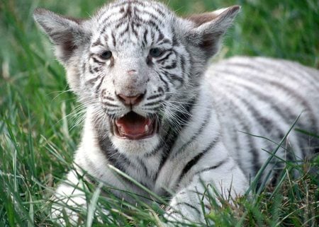 White Bengal Tiger - tigre, white tiger, cub, tiger