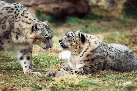 Snow Leopard - animal, leopardo das neves, snow leopard