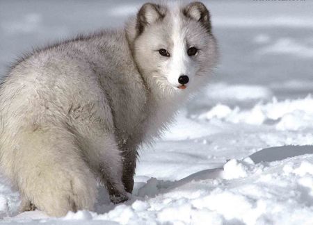 Artic fox