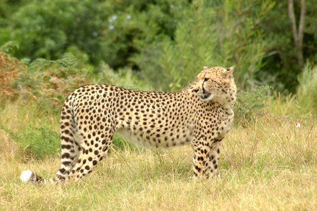 Cheetah - animal, cheetah