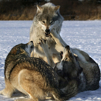 Wolves figthing