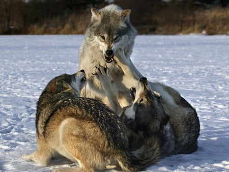 Wolves figthing - loups, wolf, fight, lobos