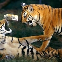 Bengal Tiger