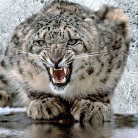 Angry Snow Leopard