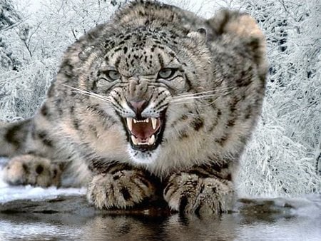 Angry Snow Leopard - leopard, snow, wild life, snarl, fierce, cats, attitude, big cats, water, hot, cat, hunt, ice, angry, white, nature, keep away, snow leopard, jungle, spots, wildlife, animals