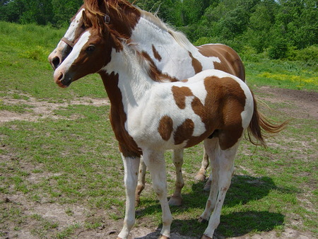 Paint Horse - paint horse, pampa, horse