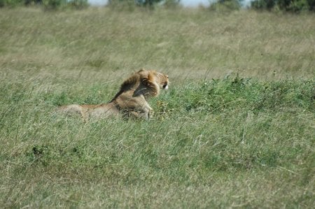 Lion - lion, animal, leao