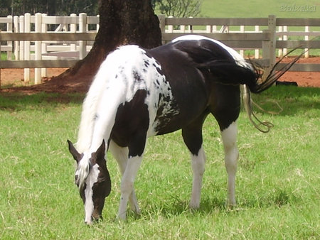 GaranhÃ£o - animal, horse, stallion