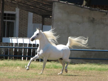 Arabian Horse - animal, cavalo, horse, arabian