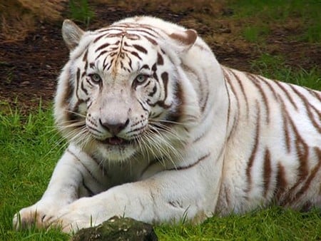 White Tiger - tigre, white, animal, tiger