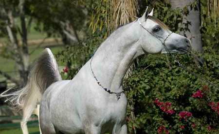 Arabian Horse (: