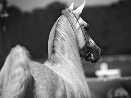 Arabian Horse - animal, black and white, cavalo, horse