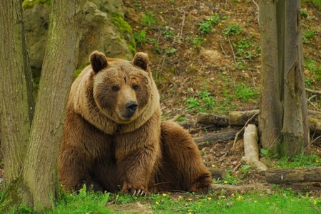 Bear - bear, urso