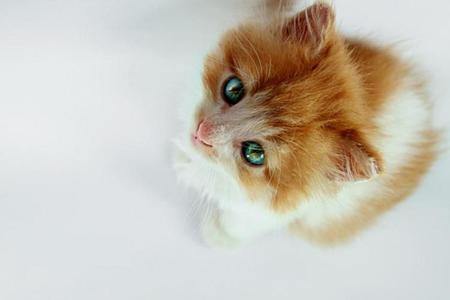 Cat (: - animal, cat, gato