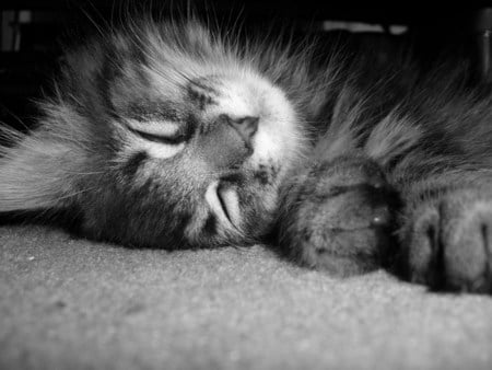 Little Tarzan - animal, cute, black and white, sleeping, cat