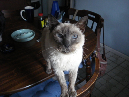 cat on table - cat, siamese