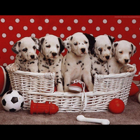 Dalmatians