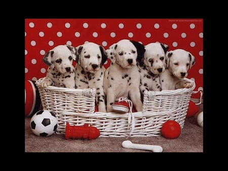 Dalmatians - dalmatian, dogs