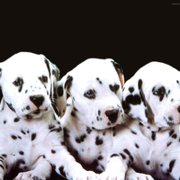 Dalmatians