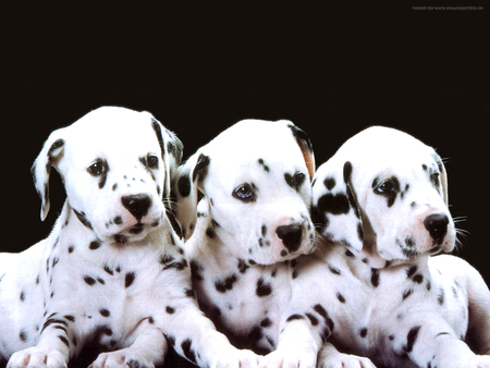 Dalmatians - dogs, dalmatian