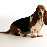 Basset Hound