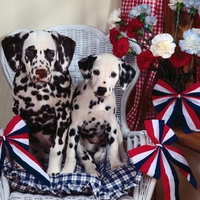 Dalmatians