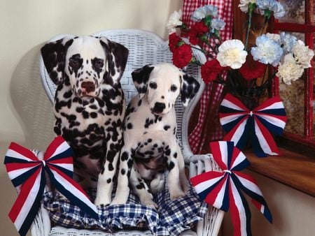 Dalmatians - dogs, dalmatian