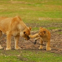 Lion playing with your mother