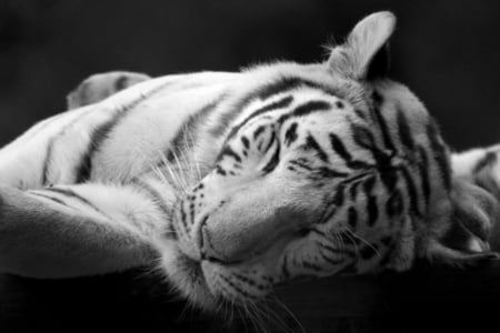 Tiger - white, animal, tiger