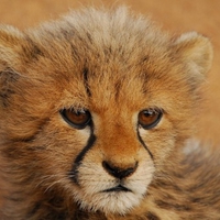 Baby Cheetah