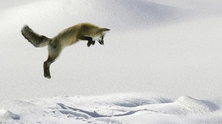 Leaping Red Fox - fox, red fox, raposa