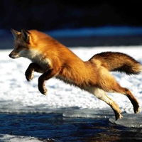 Red Fox Jumping