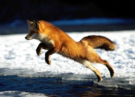 Red Fox Jumping - animal, fox, red fox