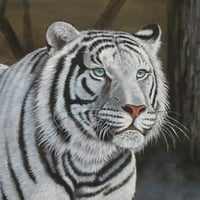 White Tiger
