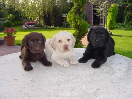 Labradores - animal, labrador, puppy, dog