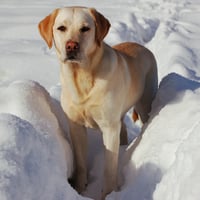 Labrador