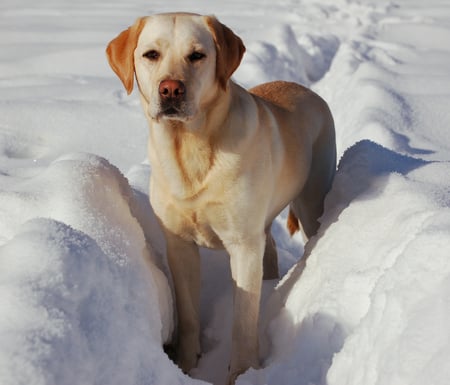 Labrador - retriever, labrador, dog