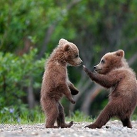 Cub Bears (: