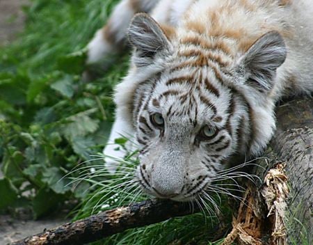 Cub tiger - tigre, animal, tiger