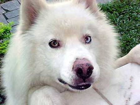 Husky - dog, cachorro, animal