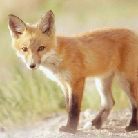 Red Fox