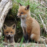 Red Fox Pups