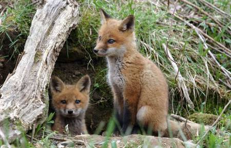 Red Fox Pups - raposa, animal, fox, red fox