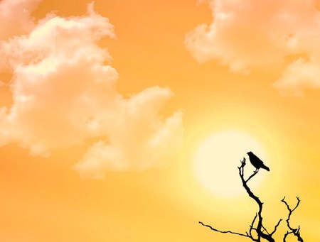 Sunset watch - sky, branch, sunset, golden, bird