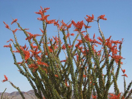 desert flowers - flowers, desert, desert flowers