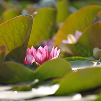 Kunming Water Lily