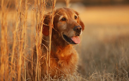 happy dog - nature, dog, happy, wild