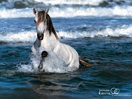 pretty horse