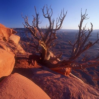 Juniper Tree, Canyonlands National Park, Utah