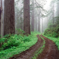 Redwood National Park, California